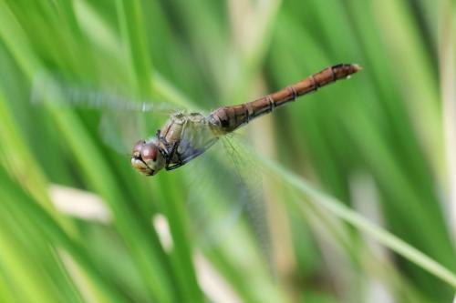 Sympetrum sanguineum